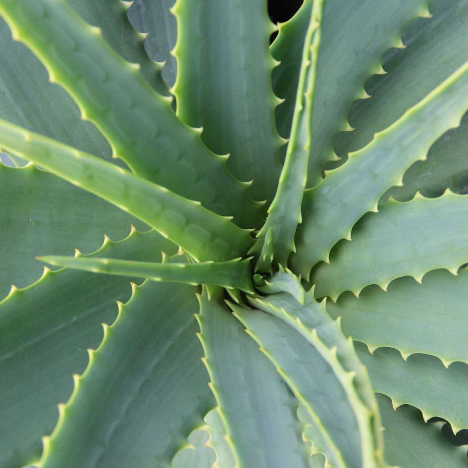gel agave Luxio Agave