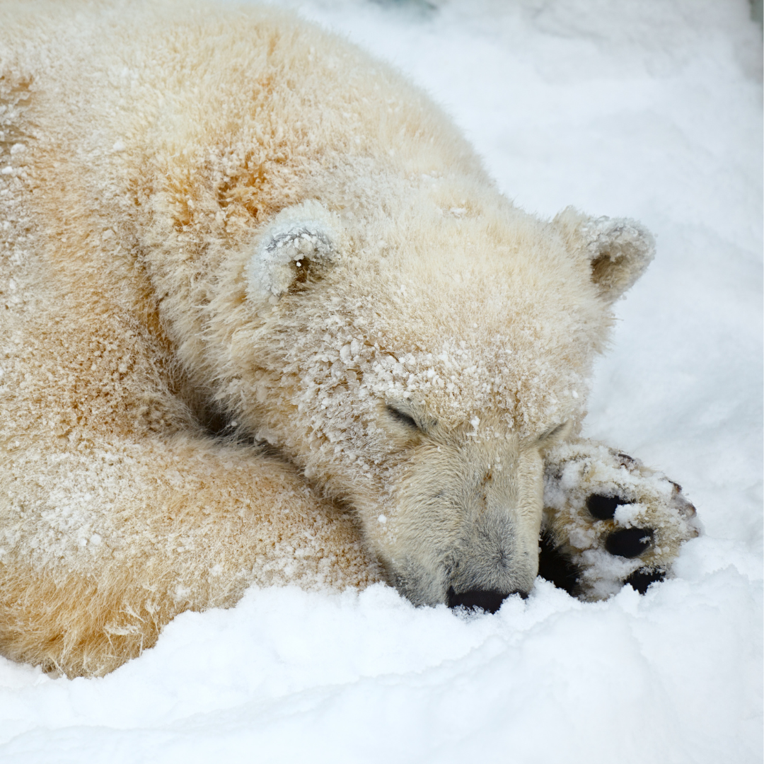 POURQUOI EST-ON FATIGUÉ EN HIVER ?