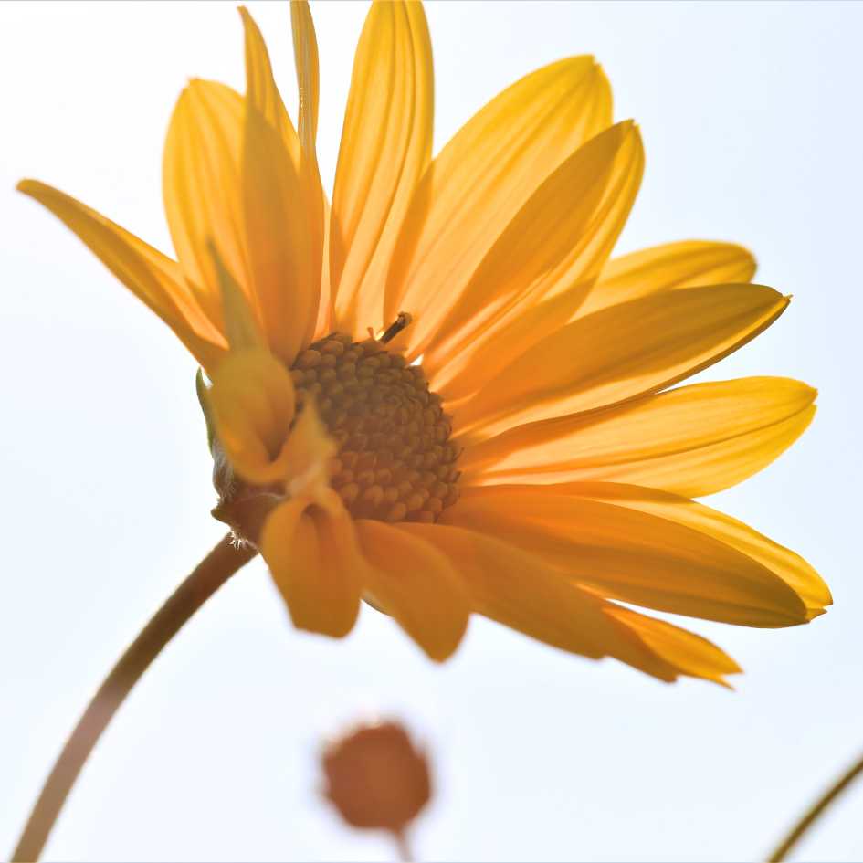 fleur d'arnica bénéfique pour la peau