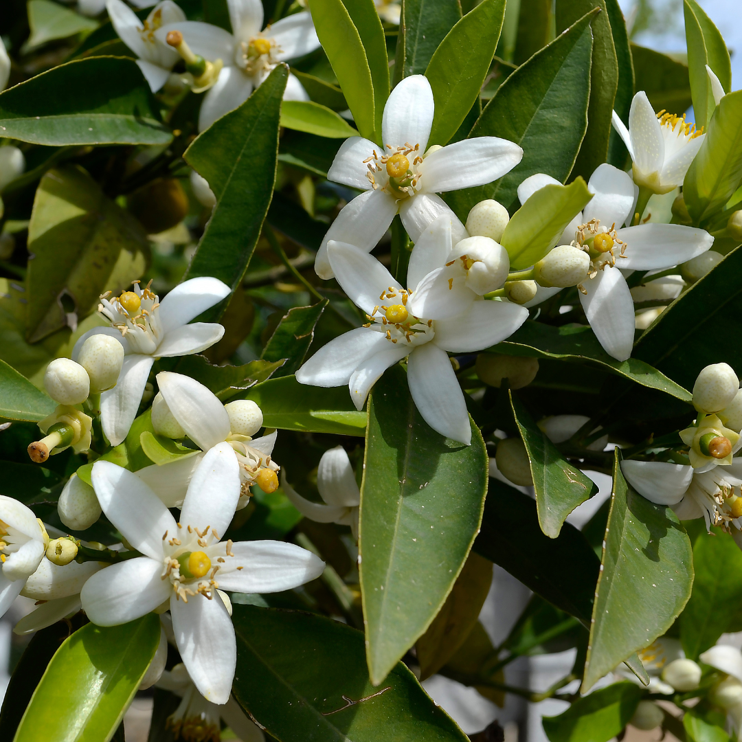 fleur d'oranger