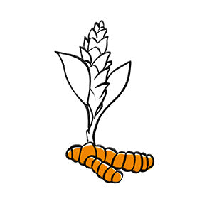 turmeric root