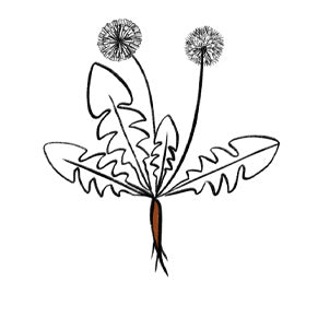 Dandelion root organic*