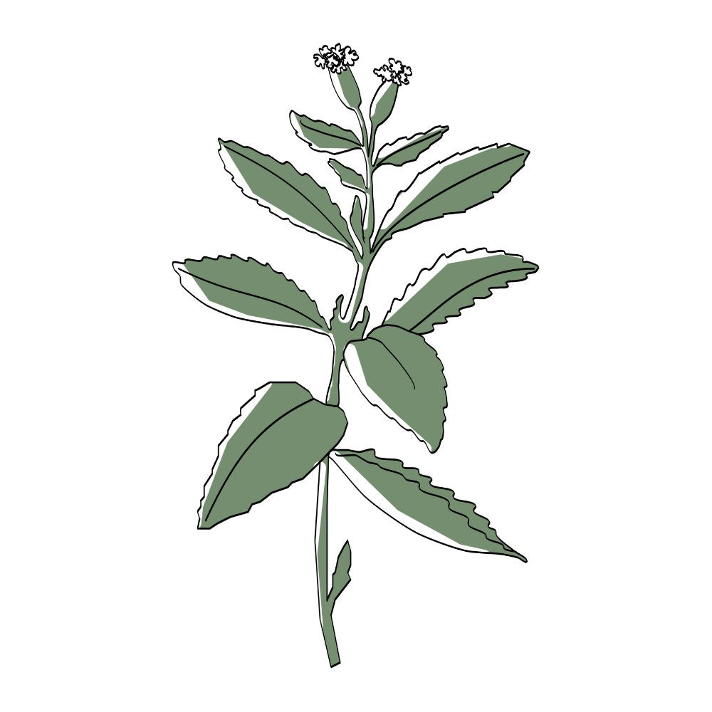 La stevia maintiennent l'hydratation de la peau et renforcent la barrière cutanée